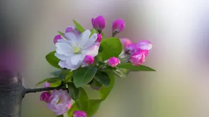 5k高清粉色海棠花图片