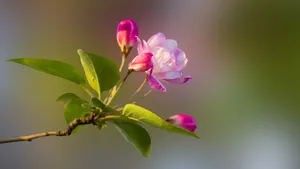 5k高清粉色海棠花图片_2