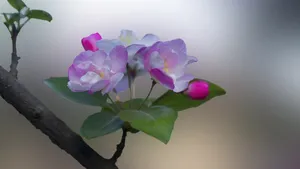5k高清粉色海棠花图片_3