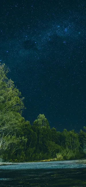 星空，月光下的森林树木风景图片
