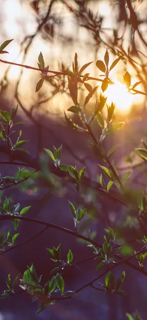 夕阳照射着的树干唯美风景壁纸