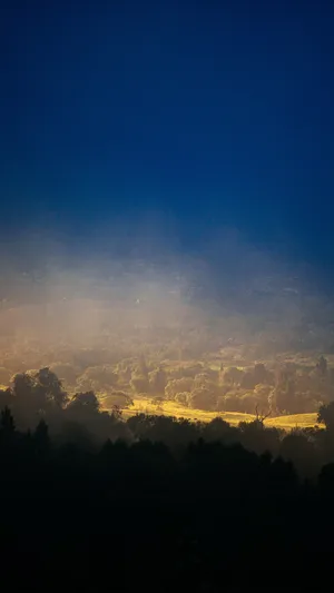 梦幻森林护眼手机背景图片