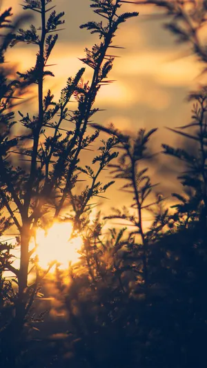 夕阳下的树枝唯美图片