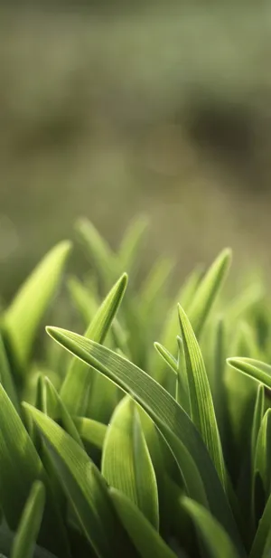 小草