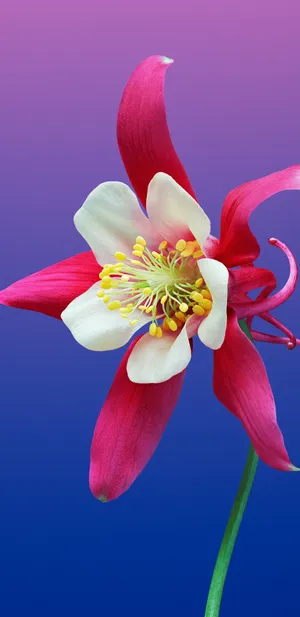 Columbine_1