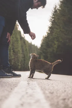 非常暖心的爱猫人士