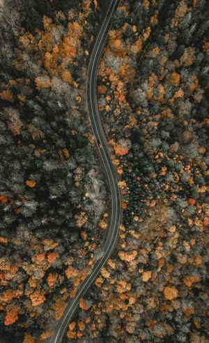 树林 公路 4K 壁纸