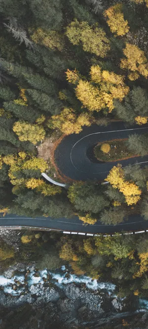 2K 弯曲的树林公路