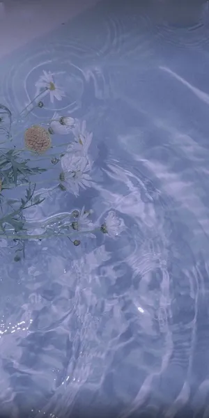 清澈的湖水，生长在湖边野菊花在水中，不时荡起波纹