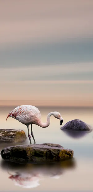 Flamingo 火烈鸟_1
