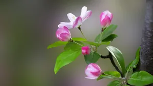 5k高清粉色海棠花图片_4