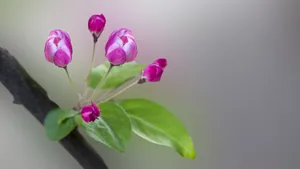 5k高清粉色海棠花图片_5