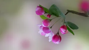 5k高清粉色海棠花图片_6