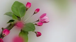 5k高清粉色海棠花图片_7