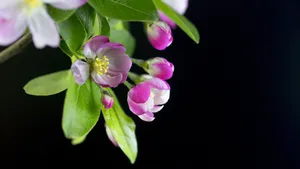 5k高清粉色海棠花图片_8