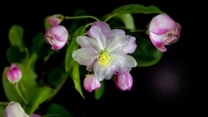 5k高清粉色海棠花图片_9