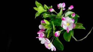 5k高清粉色海棠花图片_10
