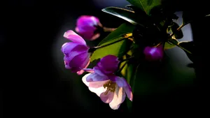5k高清粉色海棠花图片_11