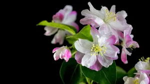 5k高清粉色海棠花图片_12