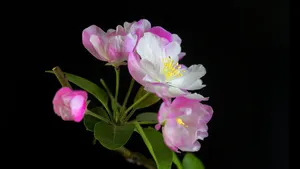 5k高清粉色海棠花图片_13