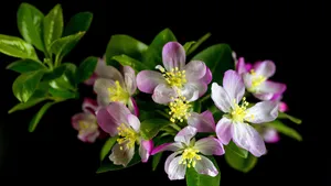 5k高清粉色海棠花图片_14