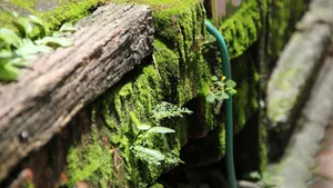 绿色苔藓植物图片_1