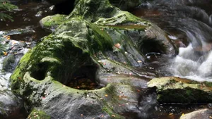 绿色苔藓植物图片_3