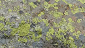 绿色苔藓植物图片_4