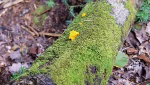 绿色苔藓植物图片_7