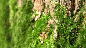 绿色苔藓植物图片_10
