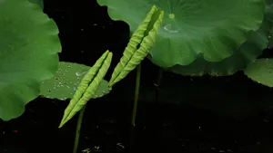 荷叶上的水珠露珠图片_2