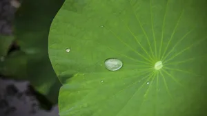 荷叶上的水珠露珠图片_3