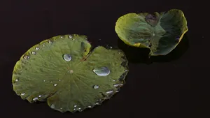 荷叶上的水珠露珠图片_10