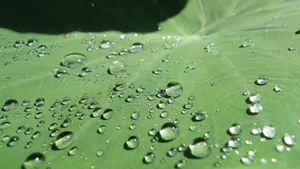 荷叶上的水珠露珠图片_13