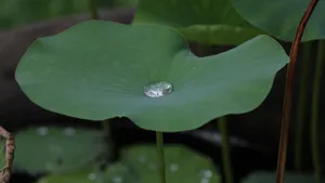 荷叶上的水珠露珠图片_17