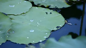 荷叶上的水珠露珠图片_20