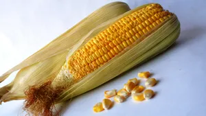粮食玉米图片_11