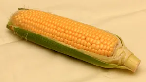 粮食玉米图片_13