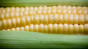 粮食玉米图片_18