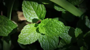 绿色植物薄荷图片_2