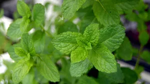 绿色植物薄荷图片_5