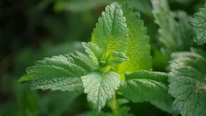 绿色植物薄荷图片_7