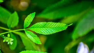 绿色植物薄荷图片_11