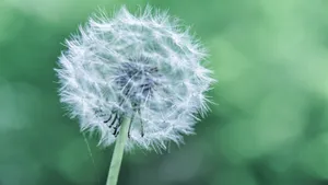 白色蒲公英图片_3