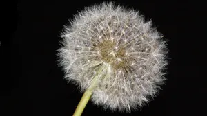 白色蒲公英图片_9