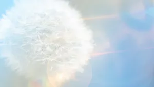 白色蒲公英图片_10