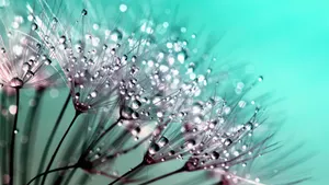 白色蒲公英图片_11