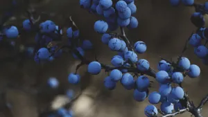 蓝莓图片_8