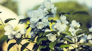高清茉莉花图片_4