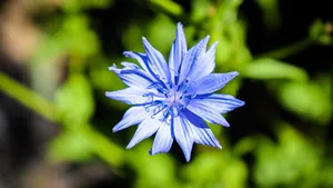 矢车菊的花语图片_2